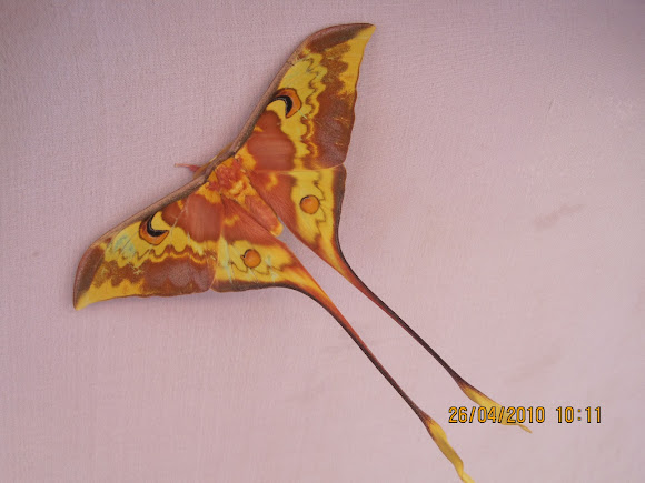 Spotting Image 1
