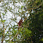 Red Leaf Monkey