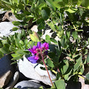Beach peas