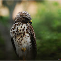 Red-shouldered Hawk (juvenile)