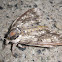 Waved Sphinx Moth