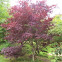 Japanese Maple Tree