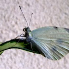 Cabbage Butterfly
