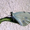 Cabbage Butterfly