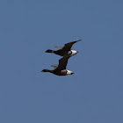 Brant Geese / Ringelgänse