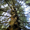 Norway Spruce