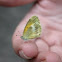 Dainty Sulphur