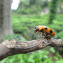 Beetle