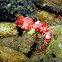Moyer's Dragonet