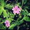 Dovesfoot Cranesbill