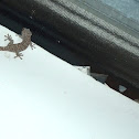 Tokay Gecko
