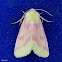 Schinia florida