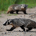 American Badger