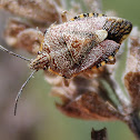 Sunflower Seed Bug