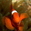 Spine Cheek Anemonefish