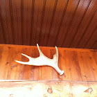 Moose antlers