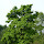 Trees and Shrubs of New Jersey