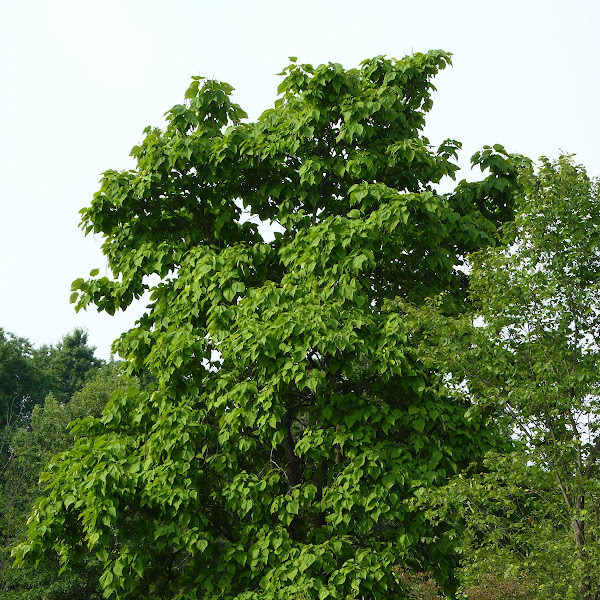 Trees and Shrubs of New Jersey Project Noah