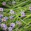 Blue Eyed Grass