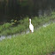 White Ibis