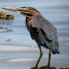 Green heron