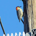 Red-Bellied Woodpecker