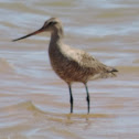 Marbled Godwit