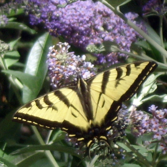 Spotting Image 1