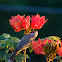 Noisy Miner