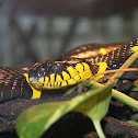 Mangrove Snake