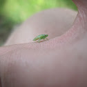 Spittlebug (Nymph)