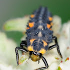 larva of seven-spot ladybird, larva de mariquita de siete puntos