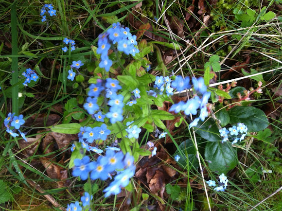 Spotting Image 1