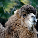 Camello Bactriano / Bactrian Camel