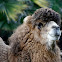 Camello Bactriano / Bactrian Camel