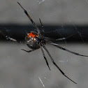 Southern Black Widow