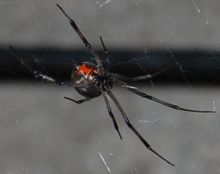 Spotting Image 1
