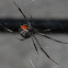 Southern Black Widow