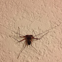 Tailless Whip Scorpion   Order - Amblypygi