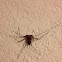 Tailless Whip Scorpion   Order - Amblypygi