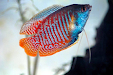 Hermosos Peces Bettas Difernetes Colores 16