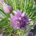 Chives