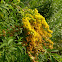 Tall Goldenrod