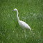 Great Egret