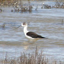 Black-winged Stilt (juvenile)