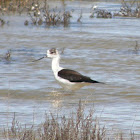 Black-winged Stilt (juvenile)