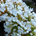 Butterfly Bush- white