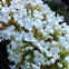 Butterfly Bush- white