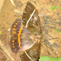 Sugar-cane Borer Moth