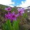 Parry's Primrose